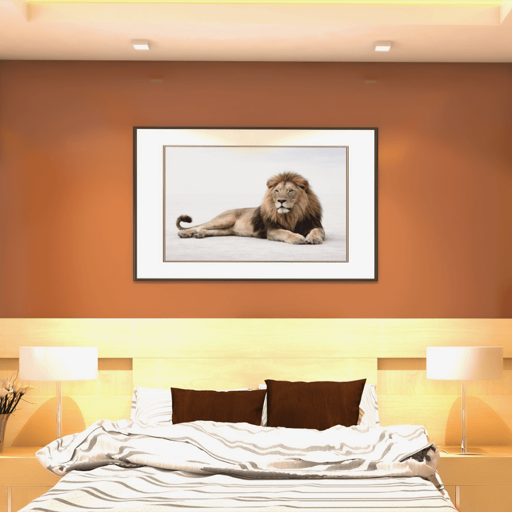 African Lion – Elders Collection