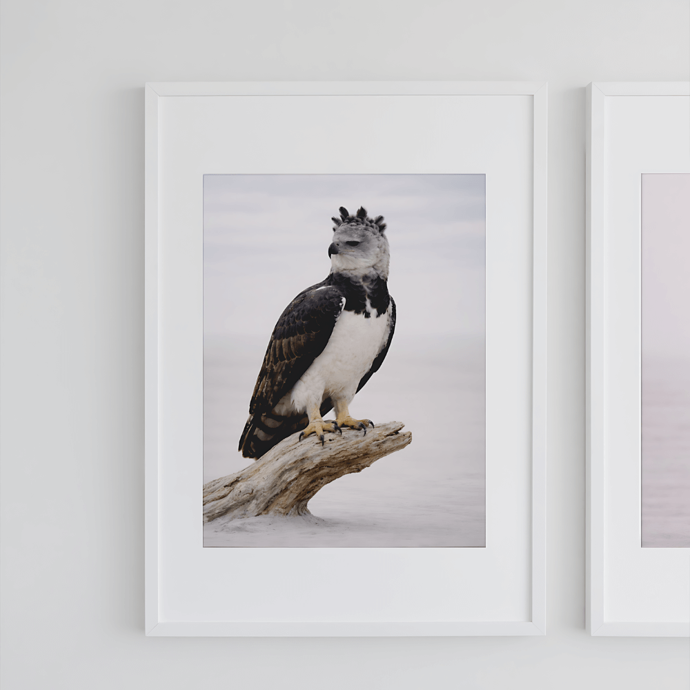 Harpy Eagle – Still Wings Collection