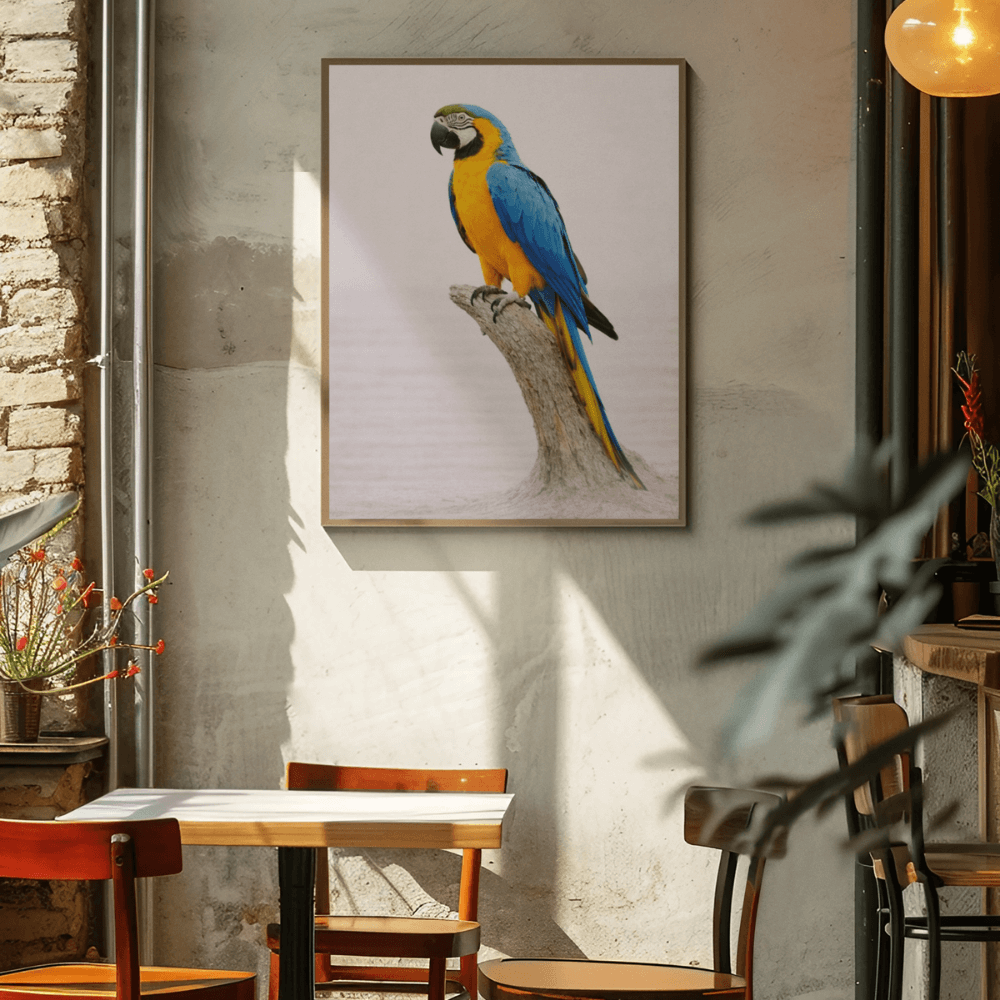 Blue-and-Gold Macaw – Still Wings Collection