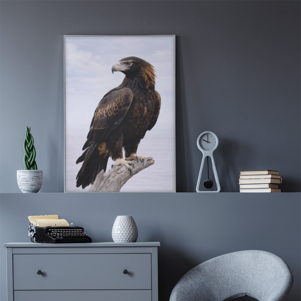 Wedge-tailed Eagle – Still Wings Collection