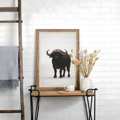 African Buffalo – Elders Collection