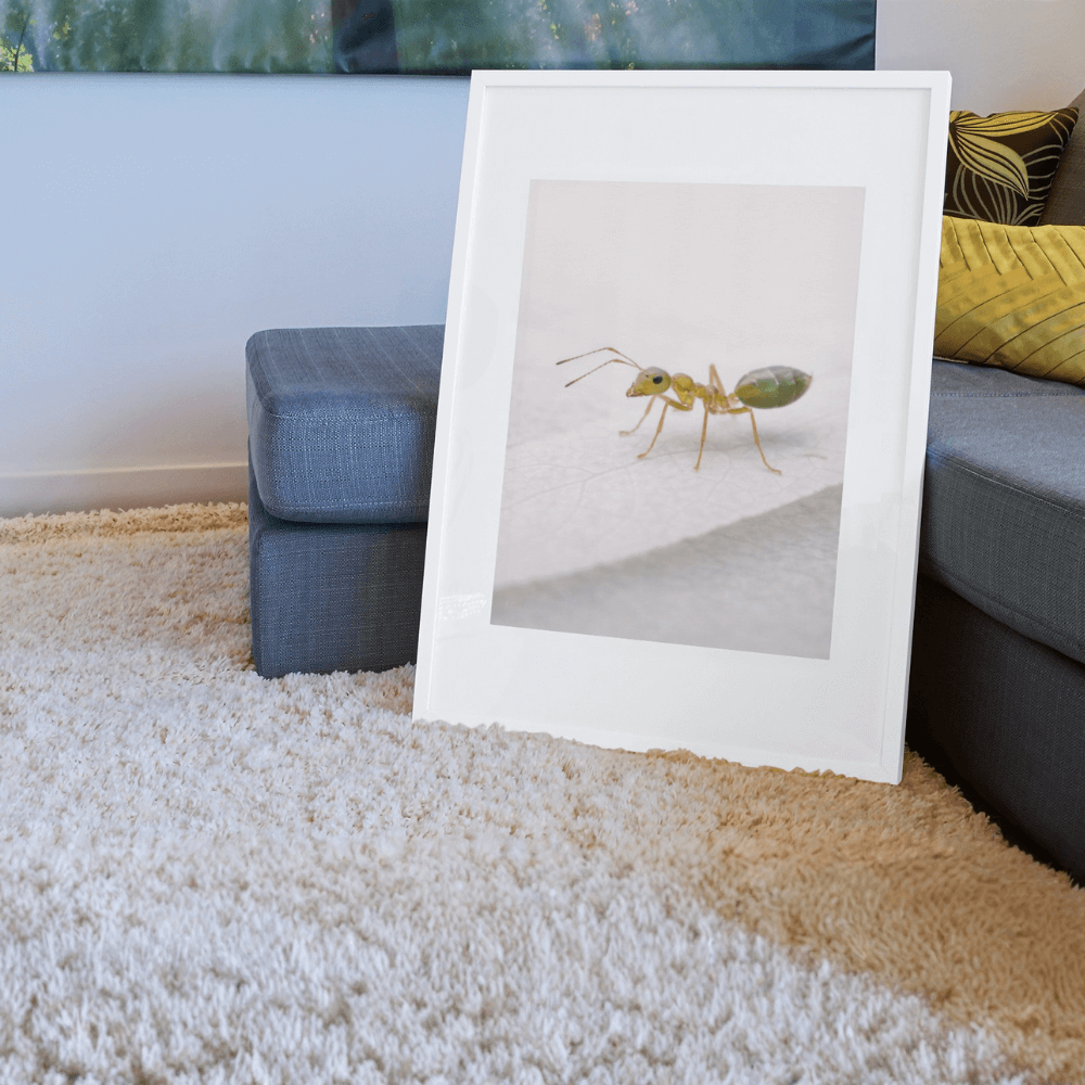 Green Ant – Intimate Studies Collection