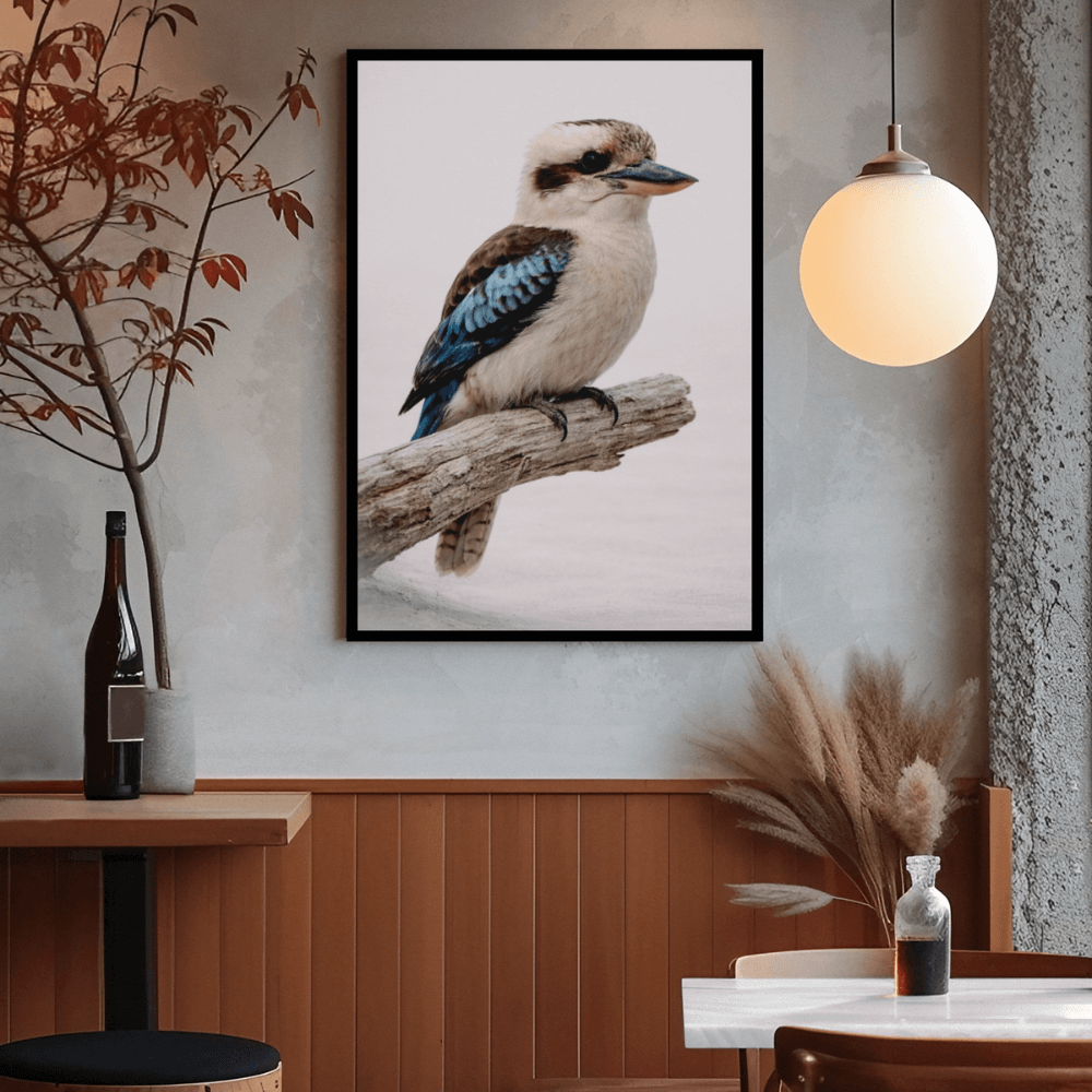 Kookaburra – Still Wings Collection