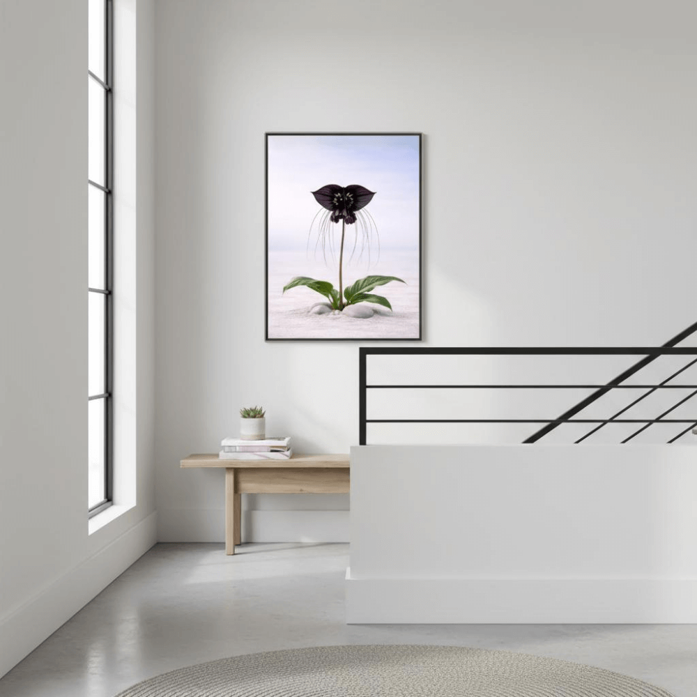 Bat Flower – Still Flora Collection
