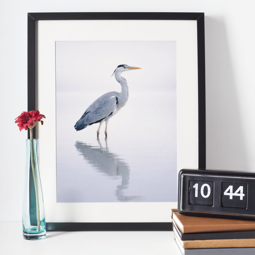 Heron – Still Wings Collection