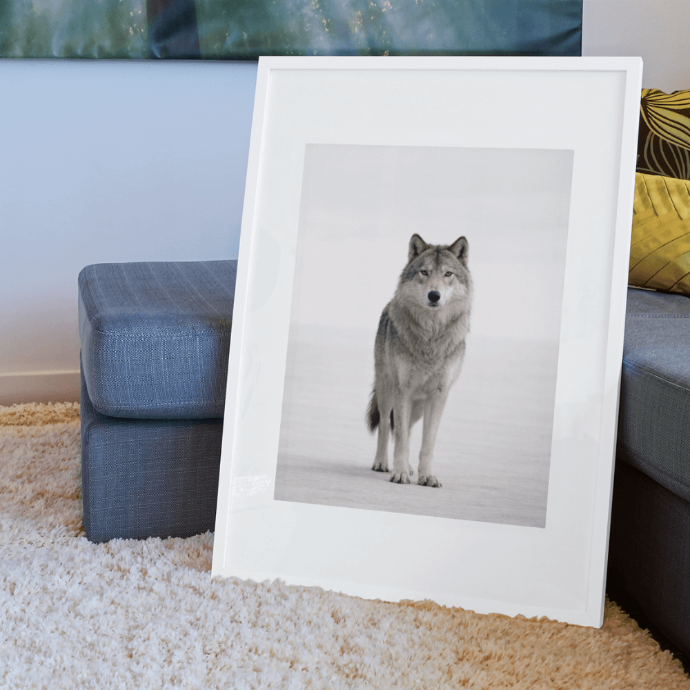 Grey Wolf – Elders Collection