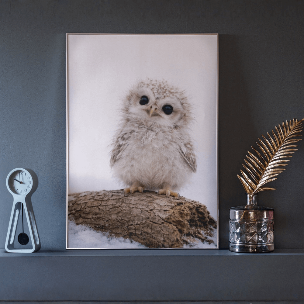 Snowy Owl Chick – Origins Collection