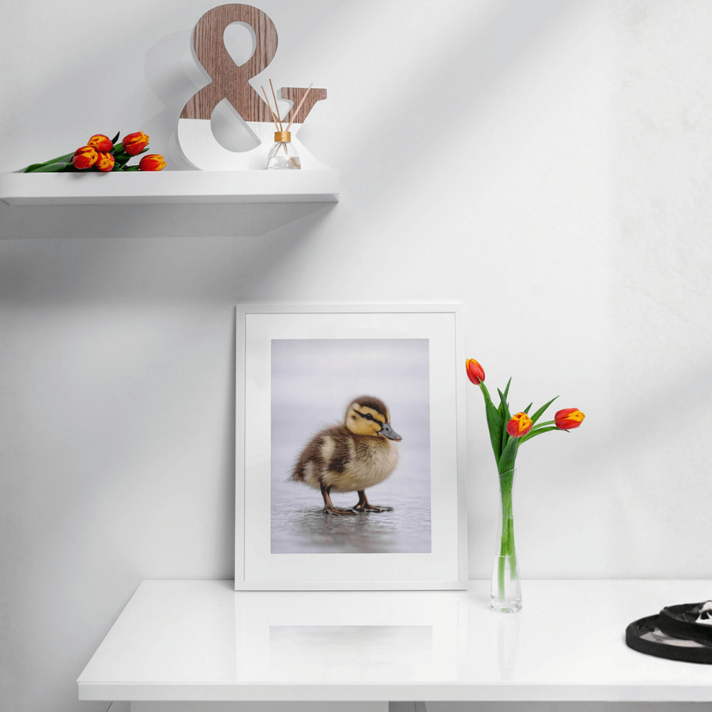 Mallard Duckling – Origins Collection
