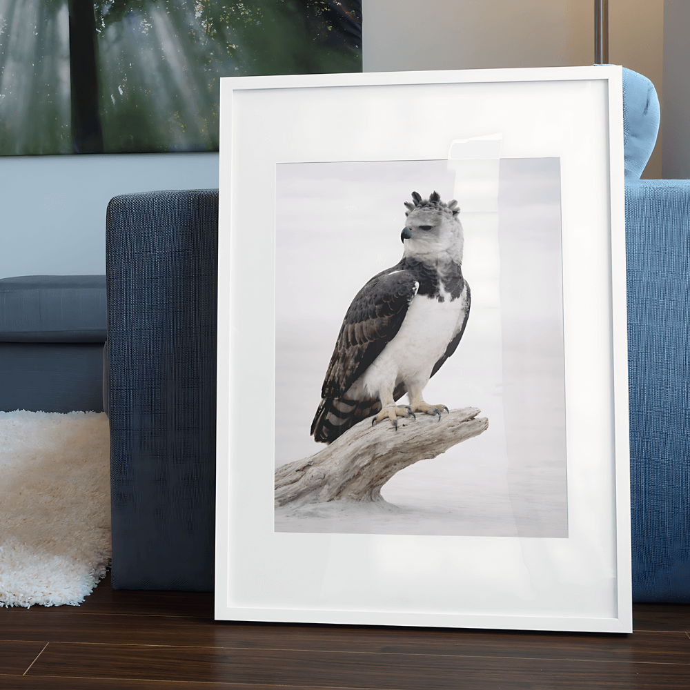 Harpy Eagle – Still Wings Collection