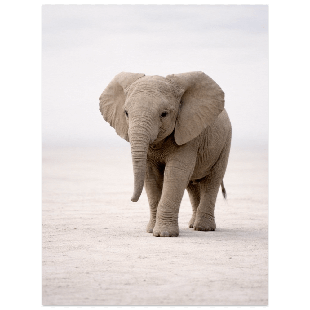 Elephant Calf – Origins Collection