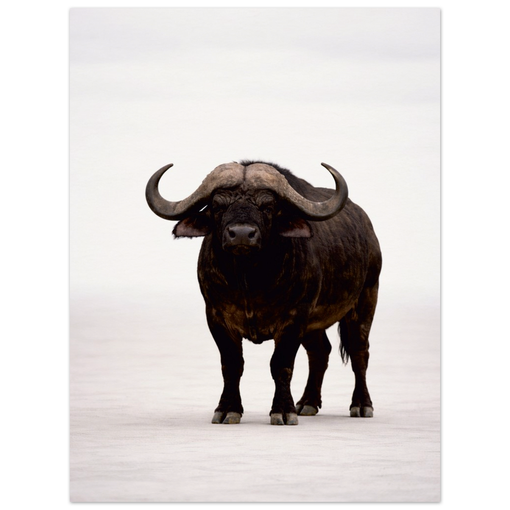 African Buffalo – Elders Collection