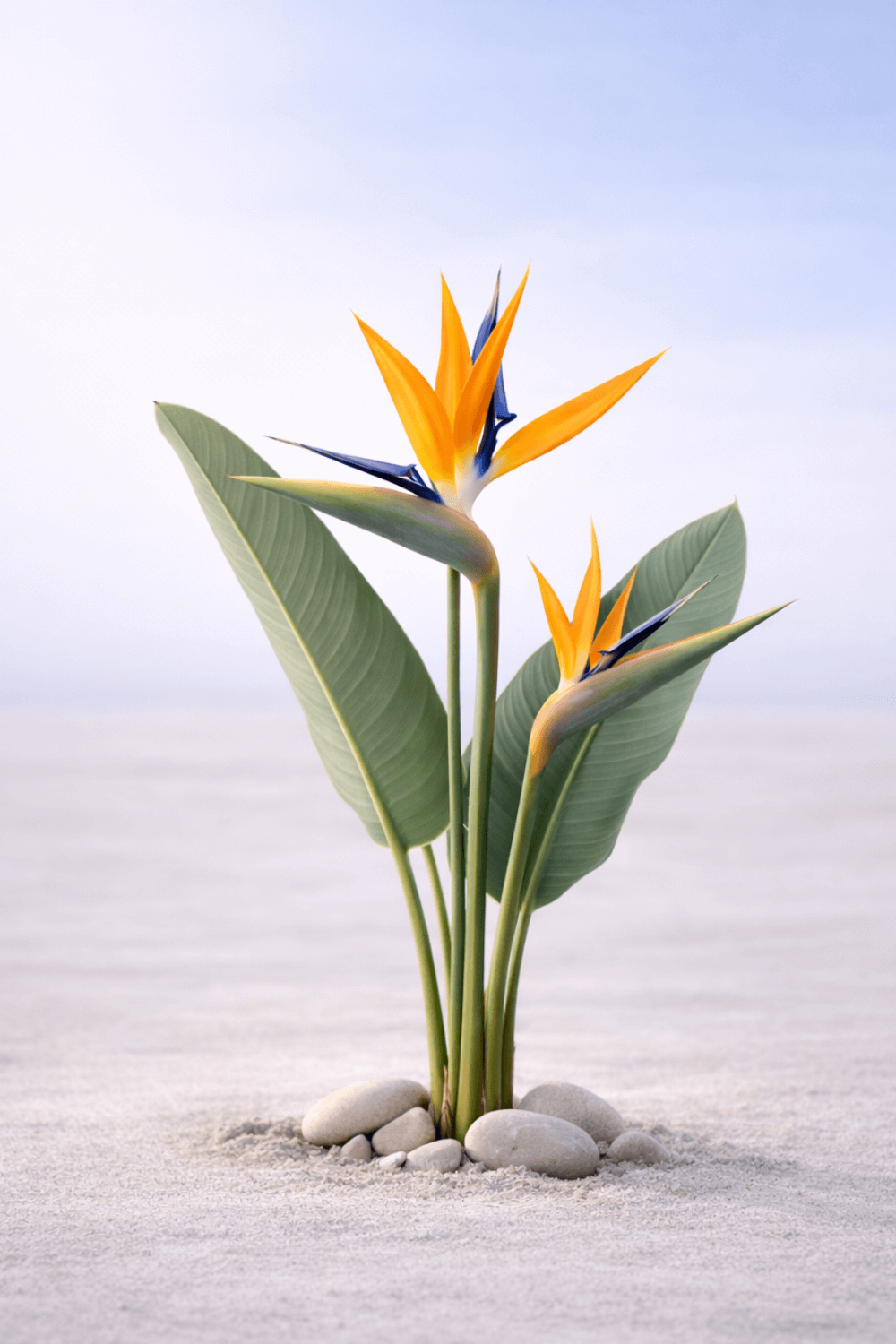 Bird of Paradise – Still Flora Collection