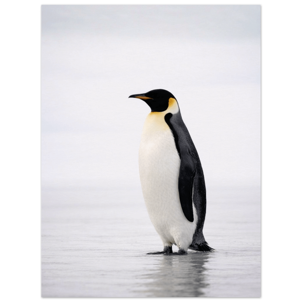 Emperor Penguin – Still Wings Collection