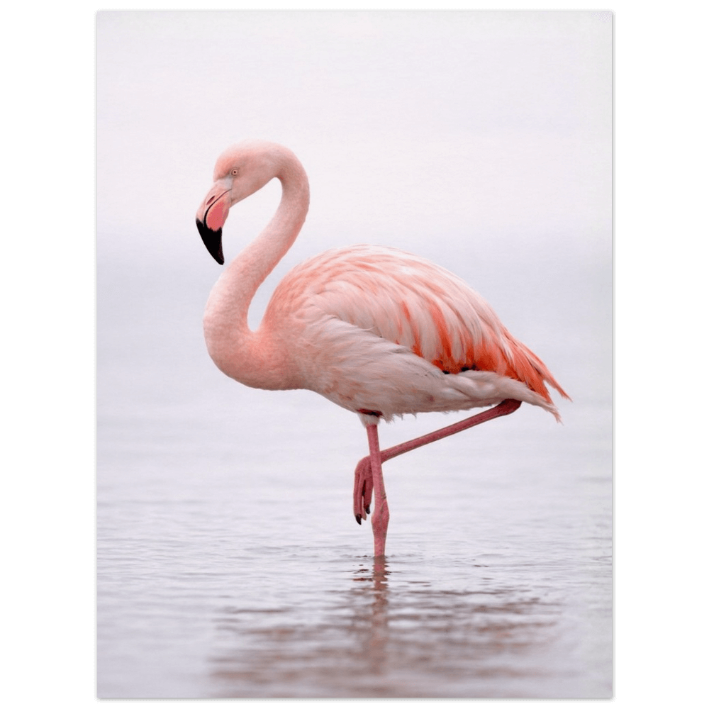 Greater Flamingo – Still Wings Collection