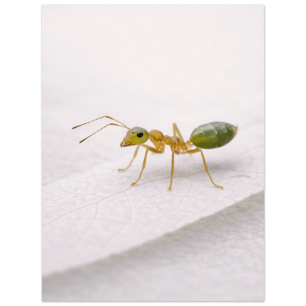 Green Ant – Intimate Studies Collection