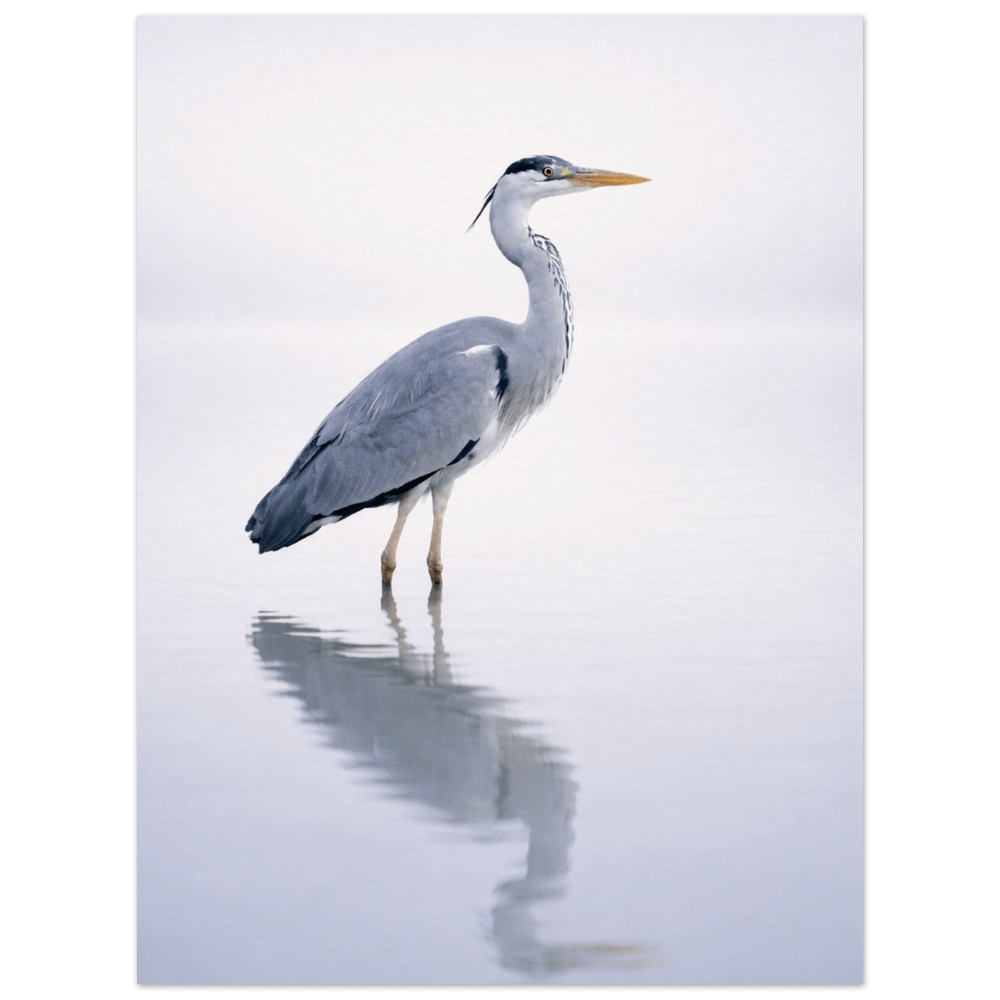 Heron – Still Wings Collection