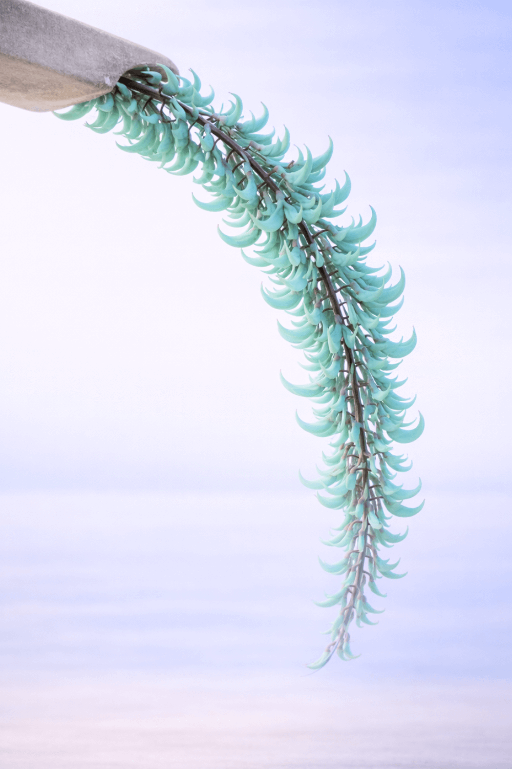 Jade Vine – Still Flora Collection