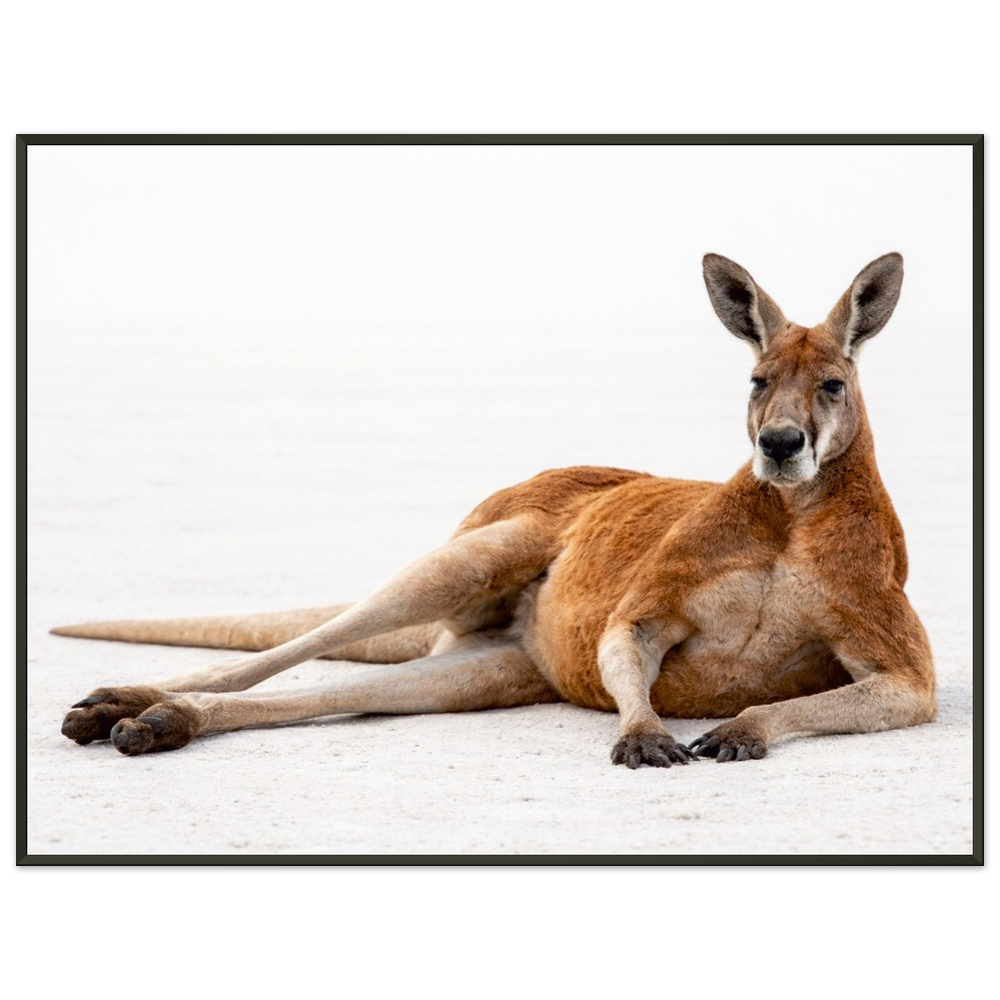 Big Red Kangaroo – Elders Collection