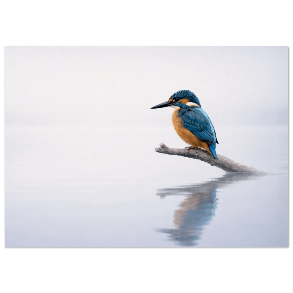 Kingfisher – Still Wings Collection