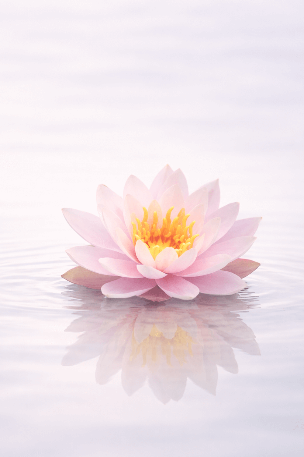 Lotus – Still Flora Collection