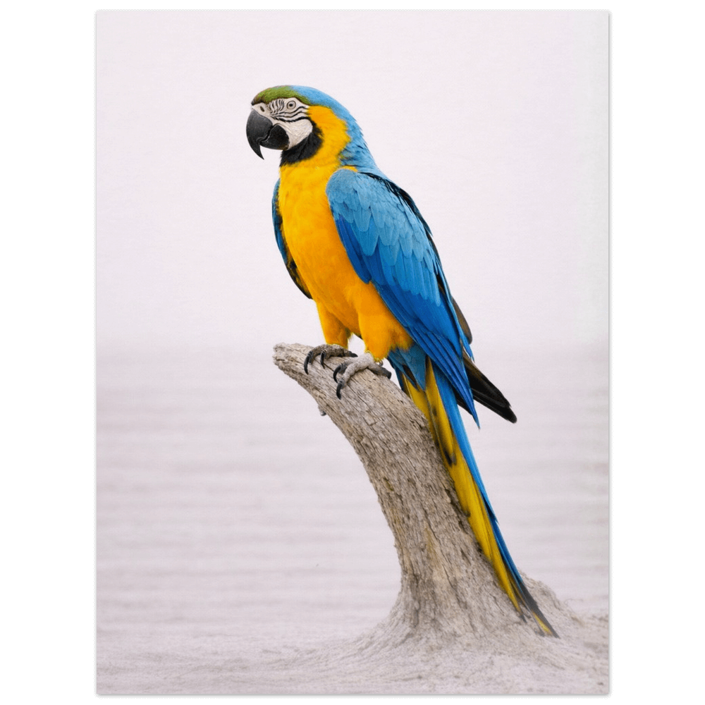 Blue-and-Gold Macaw – Still Wings Collection