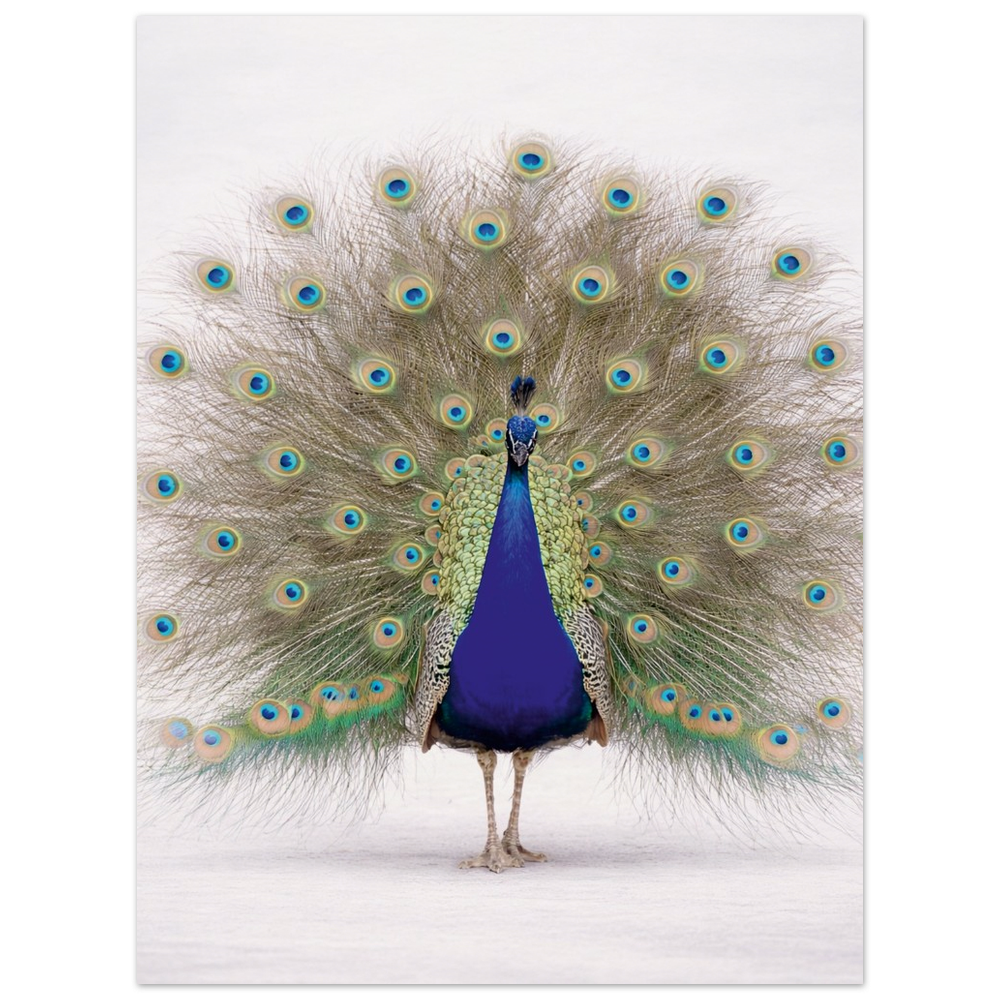 Peacock — Still Wings Collection