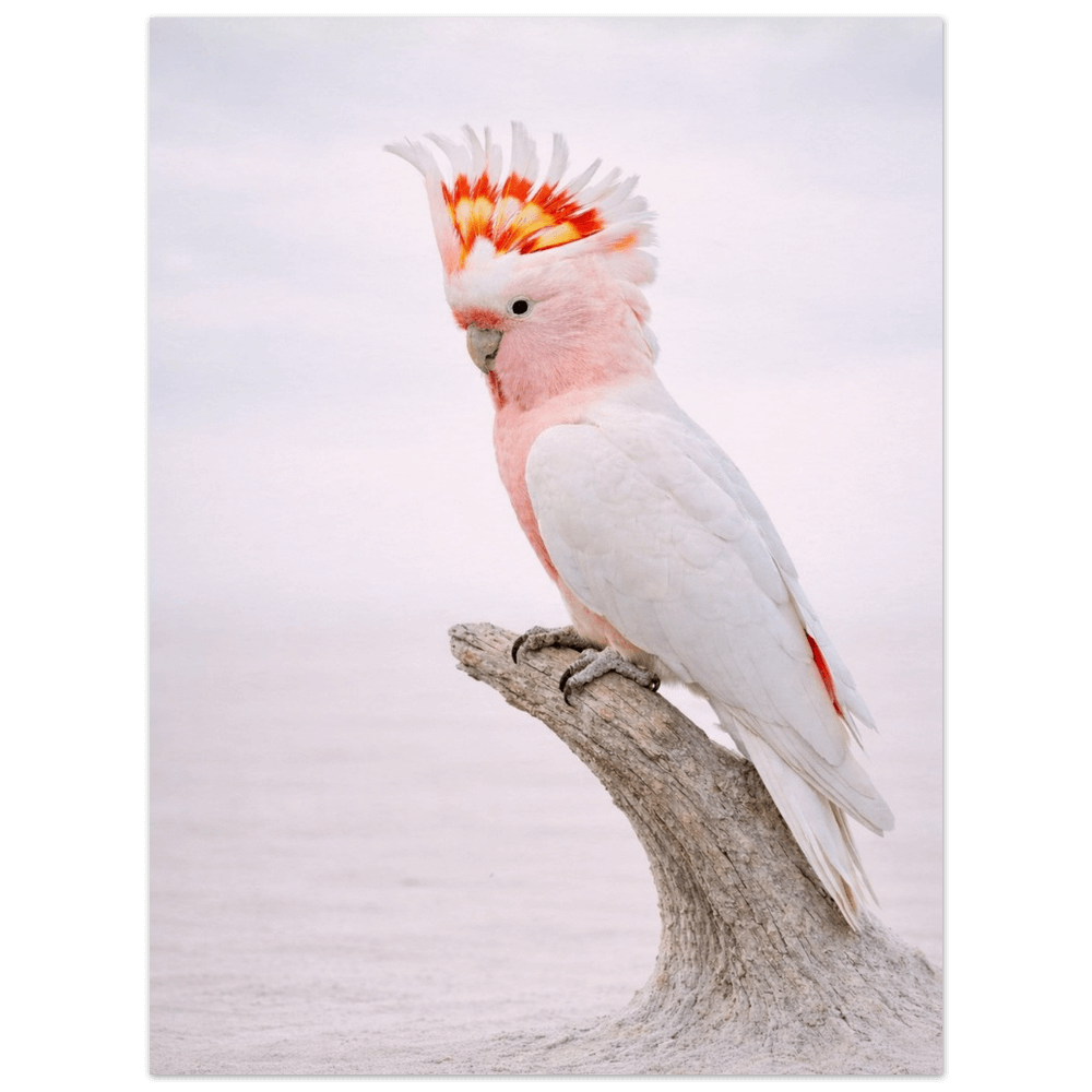 Pink Cockatoo – Still Wings Collection