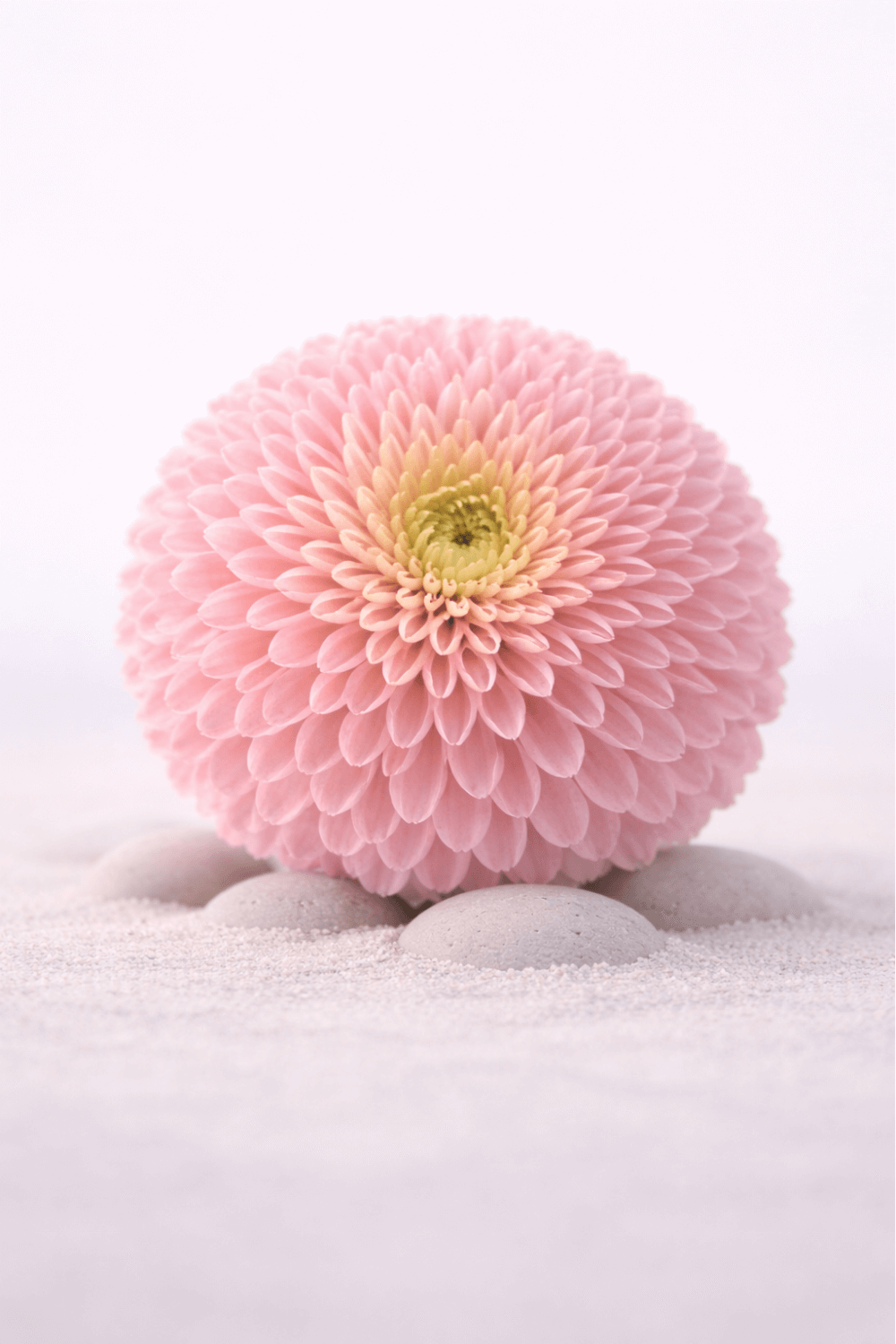 Pompon Chrysanthemum – Still Flora Collection