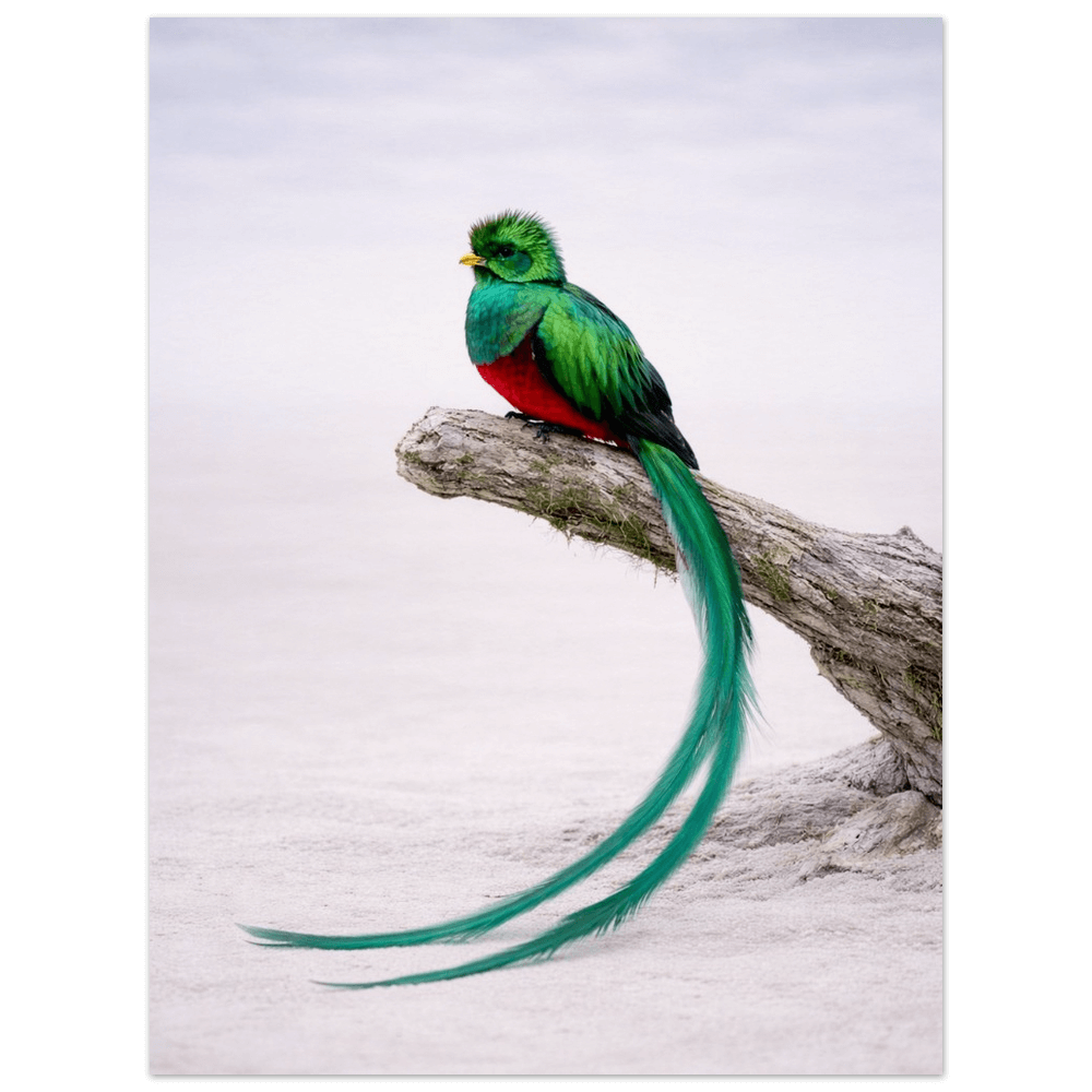 Resplendent Quetzal – Still Wings Collection