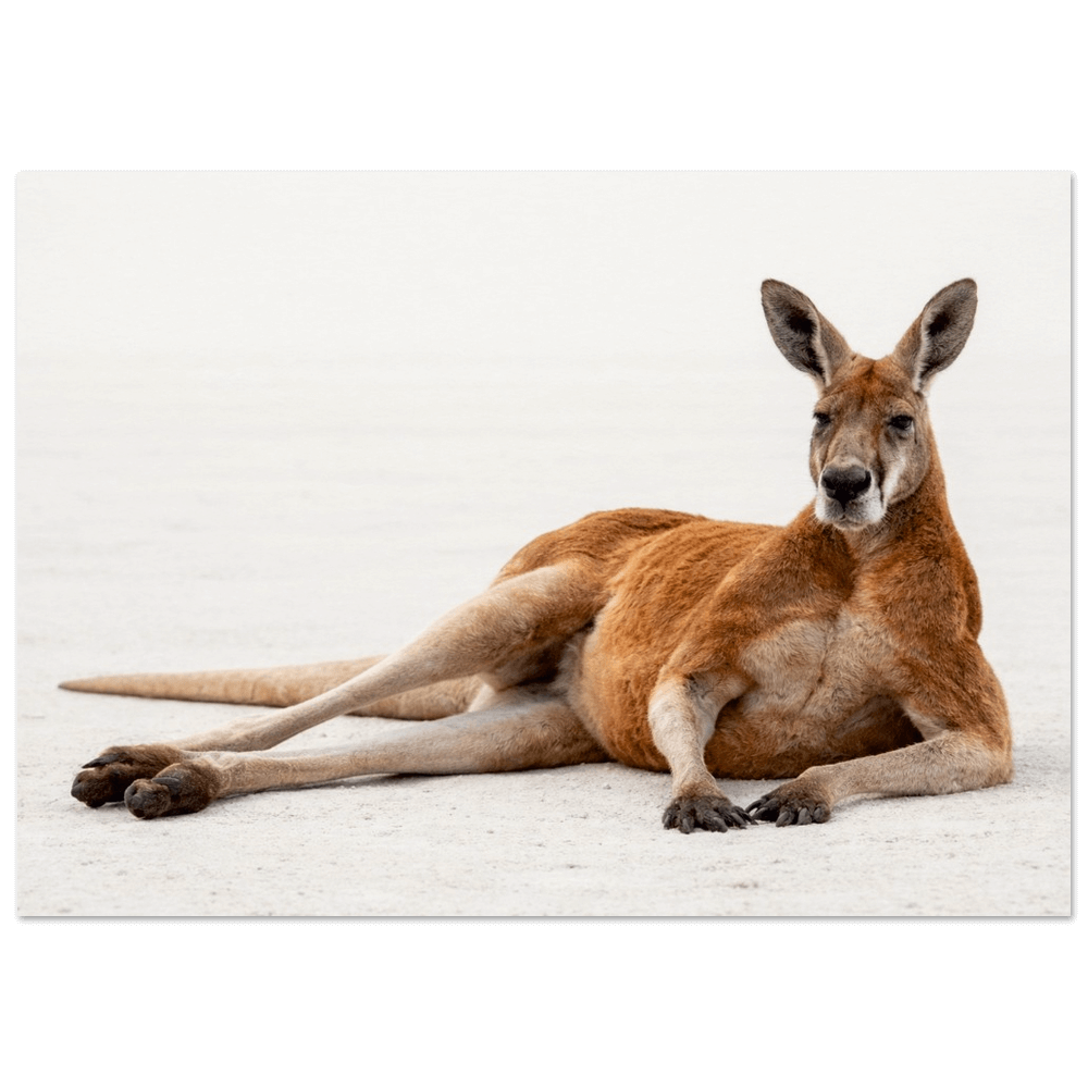 Big Red Kangaroo – Elders Collection