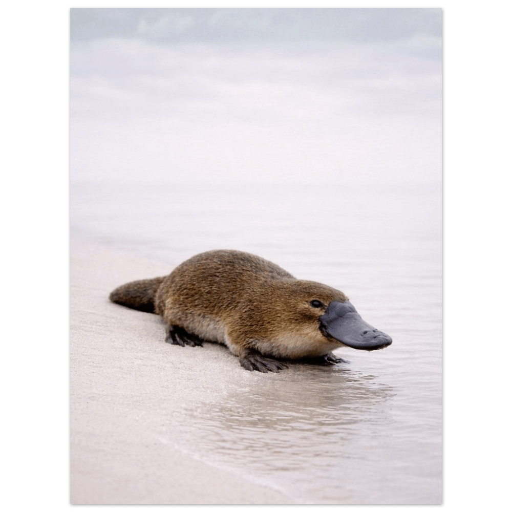 Platypus – Elders Collection