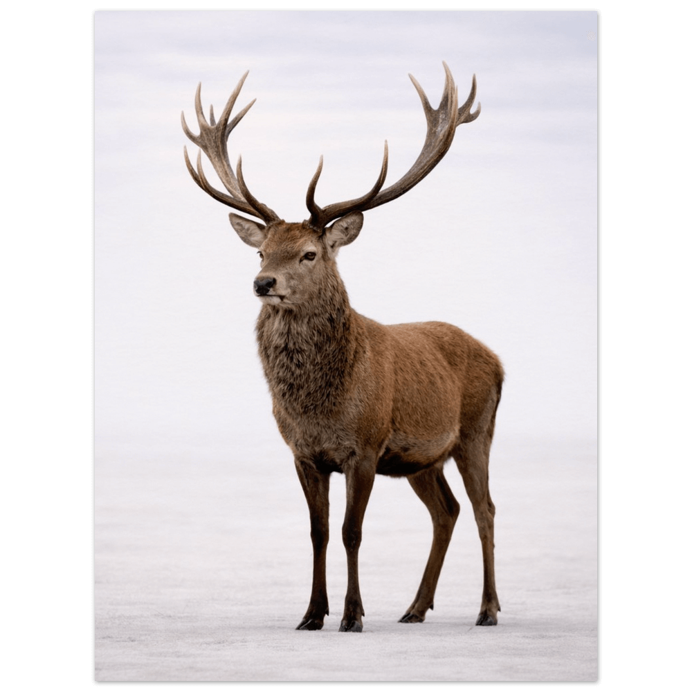 Red Deer Stag – Elders Collection