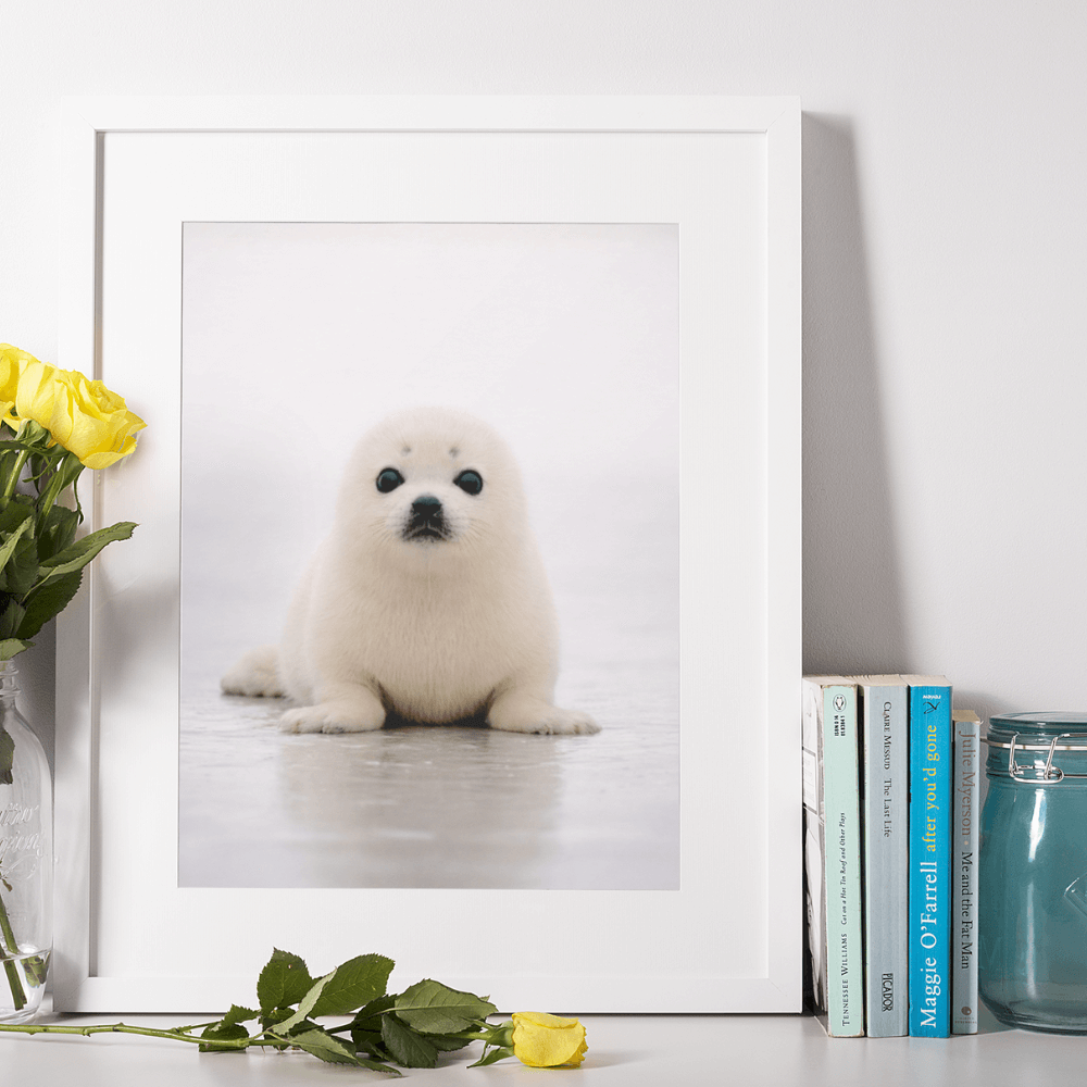 Harp Seal Pup – Origins Collection