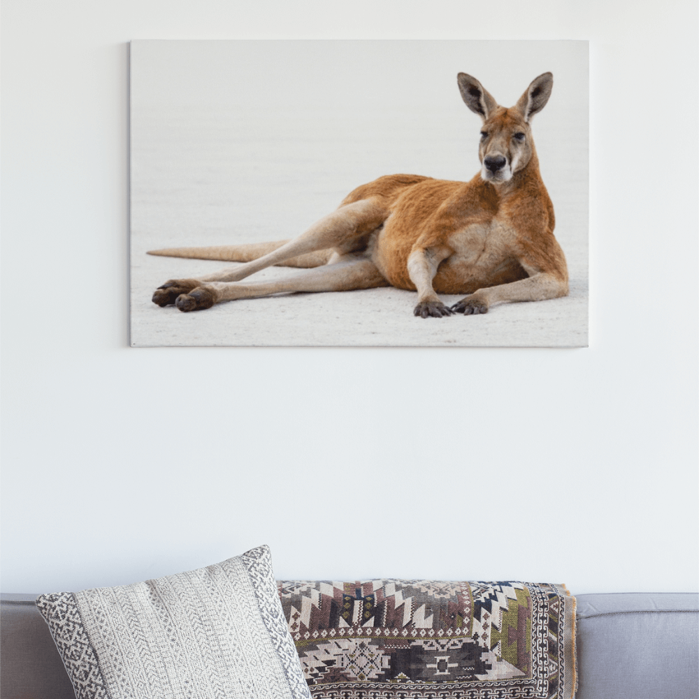 Big Red Kangaroo – Elders Collection