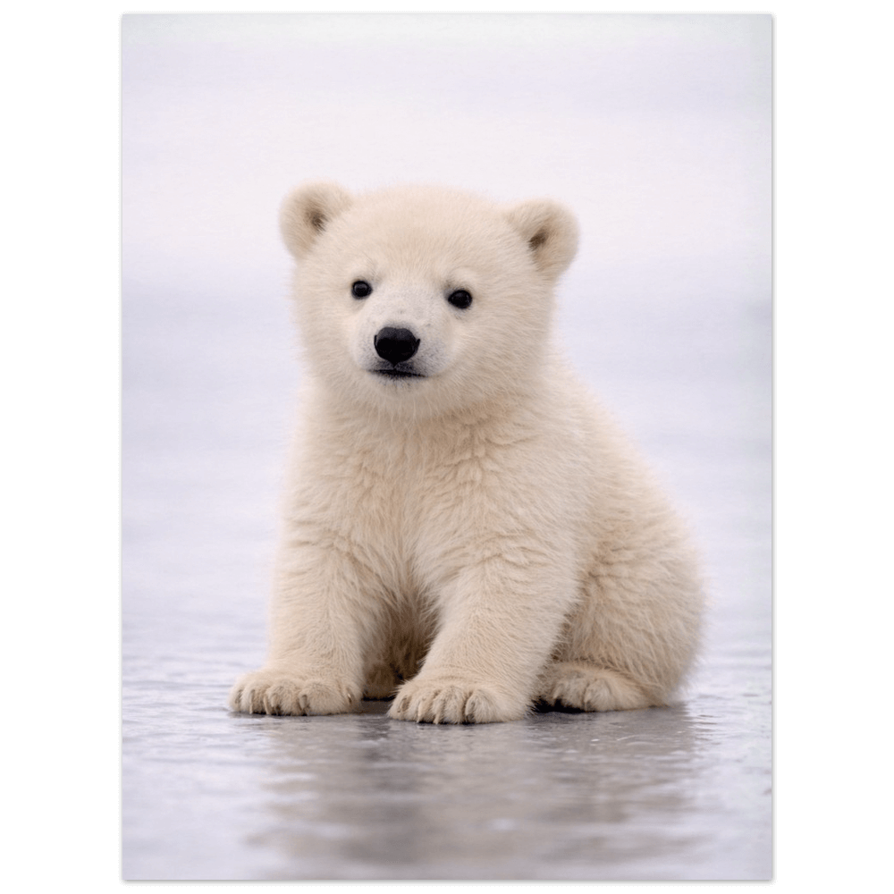 Polar Bear Cub – Origins Collection